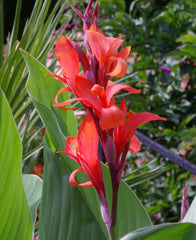 India Shot Canna Bulbs Perennial Growing Bonsai Roots Rhizomes Corms Tubers Potted Planting Reblooming Fragrant Garden Species Blooms Flower Seeds Plant Gardening