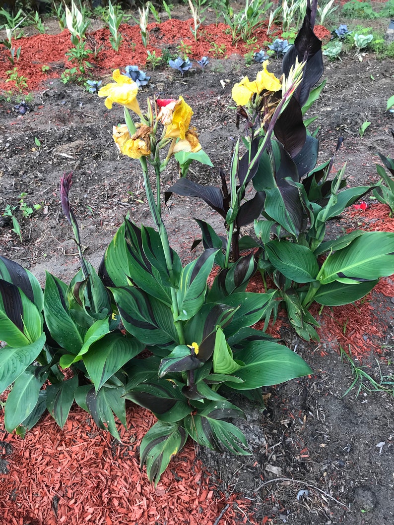 canna seeds planting One Cleopatra Canna Bulbs Perennial Growing Bonsai Roots Rhizomes Corms Tubers Potted Planting Reblooming Fragrant Garden Species Blooms Flower Seeds Plant Gardening