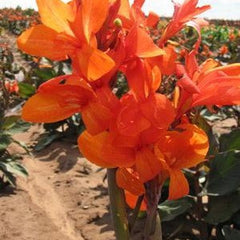 Burning Ember Canna Bulbs Perennial Growing Bonsai Roots Rhizomes Corms Tubers Potted Planting Reblooming Fragrant Garden Species Blooms Flower Seeds Plant Gardening