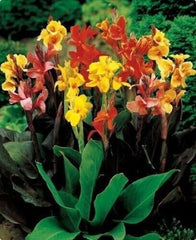 Yellow Red Canna Bulbs Perennial Growing Bonsai Roots Rhizomes Corms Tubers Potted Planting Reblooming Fragrant Garden Species Blooms Flower Seeds Plant Gardening - Seedsplant
