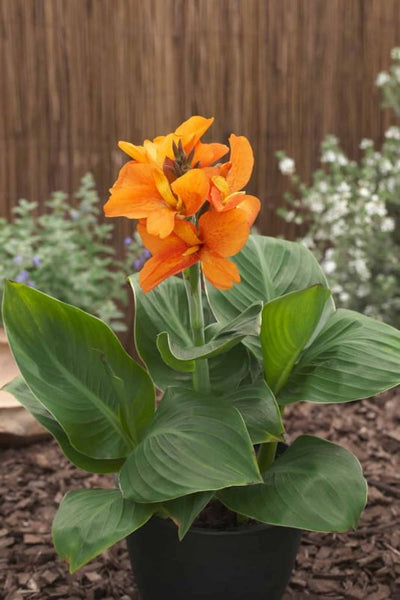 Jaegeriana Orange Canna Bulbs Perennial Growing Bonsai Roots Rhizomes Corms Tubers Potted Planting Reblooming Fragrant Garden Species Blooms Flower Seeds Plant Gardening