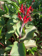 India Shot Canna Bulbs Perennial Growing Bonsai Roots Rhizomes Corms Tubers Potted Planting Reblooming Fragrant Garden Species Blooms Flower Seeds Plant Gardening