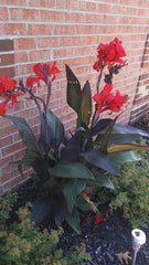 India Shot Canna Bulbs Perennial Growing Bonsai Roots Rhizomes Corms Tubers Potted Planting Reblooming Fragrant Garden Species Blooms Flower Seeds Plant Gardening