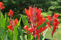India Shot Canna Bulbs Perennial Growing Bonsai Roots Rhizomes Corms Tubers Potted Planting Reblooming Fragrant Garden Species Blooms Flower Seeds Plant Gardening
