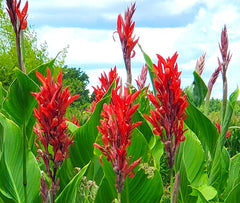 Healthy Canna Cannova Bulbs Perennial Growing Bonsai Roots Rhizomes Corms Tubers Potted Planting Reblooming Fragrant Garden Species Blooms Flower Seeds Plant Gardening