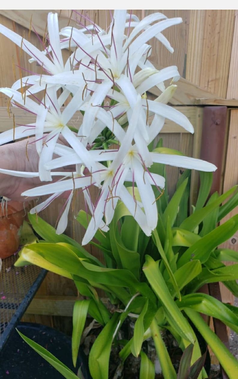 spider plant in chinese Chinese Lycoris Spider Lilies Bulbs Radiata Hurricane Lily Cluster Amayllis Growing Bonsai Roots Rhizomes Corms Tubers Potted Planting Reblooming Fragrant Garden Species Blooms Flower Seeds Plant Gardening