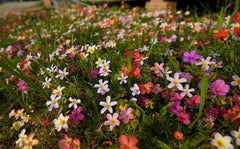 Mixed Color Oxalis Bulbs Wood Sorrel Shamrock Perennial Growing Bonsai Roots Rhizomes Corms Tubers Potted Planting Reblooming Fragrant Garden Species Blooms Flower Seeds Plant Gardening - Seedsplant