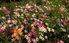 Mixed Color Oxalis Bulbs Wood Sorrel Shamrock Perennial Growing Bonsai Roots Rhizomes Corms Tubers Potted Planting Reblooming Fragrant Garden Species Blooms Flower Seeds Plant Gardening - Seedsplant