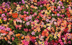 Mixed Color Oxalis Bulbs Wood Sorrel Shamrock Perennial Growing Bonsai Roots Rhizomes Corms Tubers Potted Planting Reblooming Fragrant Garden Species Blooms Flower Seeds Plant Gardening - Seedsplant