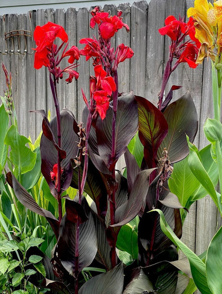 Cleopatra Red Canna Bulbs Perennial Growing Bonsai Roots Rhizomes Corms Tubers Potted Planting Reblooming Fragrant Garden Species Blooms Flower Seeds Plant Gardening