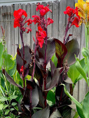 Cleopatra Red Canna Bulbs Perennial Growing Bonsai Roots Rhizomes Corms Tubers Potted Planting Reblooming Fragrant Garden Species Blooms Flower Seeds Plant Gardening
