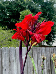 Cleopatra Red Canna Bulbs Perennial Growing Bonsai Roots Rhizomes Corms Tubers Potted Planting Reblooming Fragrant Garden Species Blooms Flower Seeds Plant Gardening