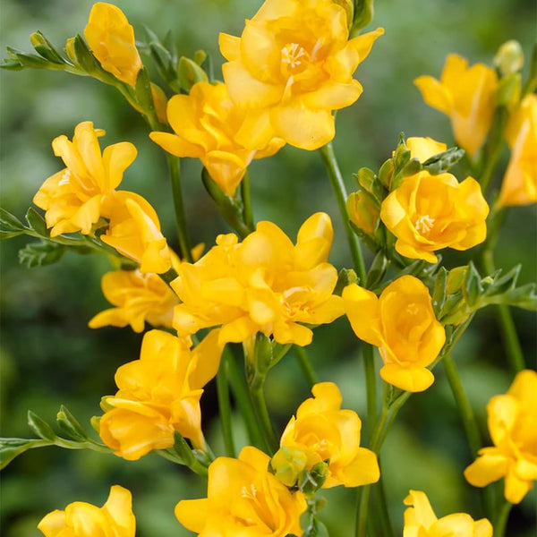 Double Yellow Freesia Bulbs Growing Bonsai Roots Rhizomes Corms Tubers Potted Planting Reblooming Fragrant Garden Species Blooms Flower Seeds Plant Gardening