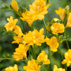 Double Yellow Freesia Bulbs Growing Bonsai Roots Rhizomes Corms Tubers Potted Planting Reblooming Fragrant Garden Species Blooms Flower Seeds Plant Gardening