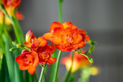 Double Orange Freesia Bulbs Growing Bonsai Roots Rhizomes Corms Tubers Potted Planting Reblooming Fragrant Garden Species Blooms Flower Seeds Plant Gardening