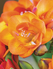 Double Orange Freesia Bulbs Growing Bonsai Roots Rhizomes Corms Tubers Potted Planting Reblooming Fragrant Garden Species Blooms Flower Seeds Plant Gardening