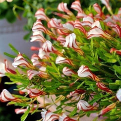 Candy Cane Oxalis Bulbs Wood Sorrel Shamrock Perennial Growing Bonsai Roots Rhizomes Corms Tubers Potted Planting Reblooming Fragrant Garden Species Blooms Flower Seeds Plant Gardening