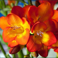 Double Orange Freesia Bulbs Growing Bonsai Roots Rhizomes Corms Tubers Potted Planting Reblooming Fragrant Garden Species Blooms Flower Seeds Plant Gardening