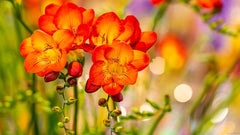 Double Orange Freesia Bulbs Growing Bonsai Roots Rhizomes Corms Tubers Potted Planting Reblooming Fragrant Garden Species Blooms Flower Seeds Plant Gardening