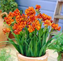 Double Orange Freesia Bulbs Growing Bonsai Roots Rhizomes Corms Tubers Potted Planting Reblooming Fragrant Garden Species Blooms Flower Seeds Plant Gardening