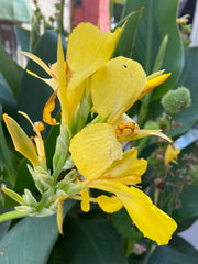 Bright Yellow Canna Bulbs Perennial Growing Bonsai Roots Rhizomes Corms Tubers Potted Planting Reblooming Fragrant Garden Species Blooms Flower Seeds Plant Gardening