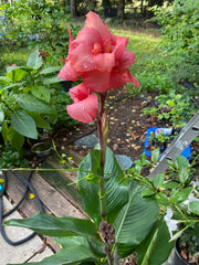 Bright Salmon Pink Canna Bulbs Perennial Growing Bonsai Roots Rhizomes Corms Tubers Potted Planting Reblooming Fragrant Garden Species Blooms Flower Seeds Plant Gardening