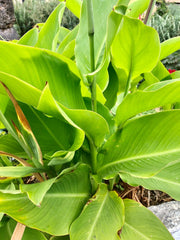 Kreta Canna Bulbs Perennial Growing Bonsai Roots Rhizomes Corms Tubers Potted Planting Reblooming Fragrant Garden Species Blooms Flower Seeds Plant Gardening