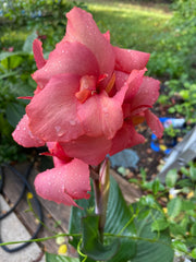 Bright Salmon Pink Canna Bulbs Perennial Growing Bonsai Roots Rhizomes Corms Tubers Potted Planting Reblooming Fragrant Garden Species Blooms Flower Seeds Plant Gardening