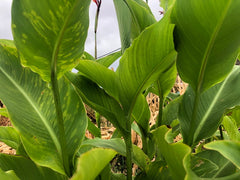 Kreta Canna Bulbs Perennial Growing Bonsai Roots Rhizomes Corms Tubers Potted Planting Reblooming Fragrant Garden Species Blooms Flower Seeds Plant Gardening