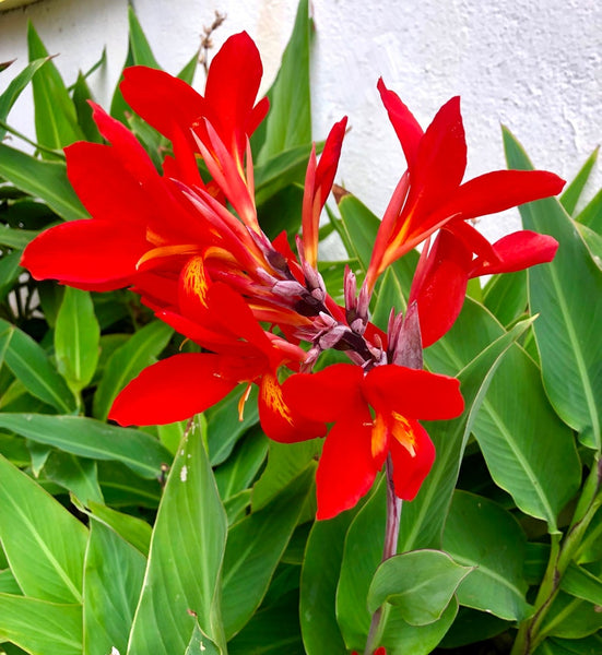 Kreta Canna Bulbs Perennial Growing Bonsai Roots Rhizomes Corms Tubers Potted Planting Reblooming Fragrant Garden Species Blooms Flower Seeds Plant Gardening