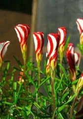 Wild Onion Oxalis Bulbs Wood Sorrel Shamrock Perennial Growing Bonsai Roots Rhizomes Corms Tubers Potted Planting Reblooming Fragrant Garden Species Blooms Flower Seeds Plant Gardening