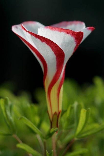 Wild Onion Oxalis Bulbs Wood Sorrel Shamrock Perennial Growing Bonsai Roots Rhizomes Corms Tubers Potted Planting Reblooming Fragrant Garden Species Blooms Flower Seeds Plant Gardening