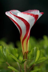 Wild Onion Oxalis Bulbs Wood Sorrel Shamrock Perennial Growing Bonsai Roots Rhizomes Corms Tubers Potted Planting Reblooming Fragrant Garden Species Blooms Flower Seeds Plant Gardening