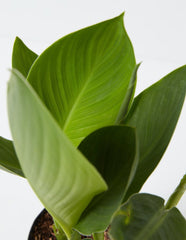 White Alaska Canna Bulbs Perennial Growing Bonsai Roots Rhizomes Corms Tubers Potted Planting Reblooming Fragrant Garden Species Blooms Flower Seeds Plant Gardening