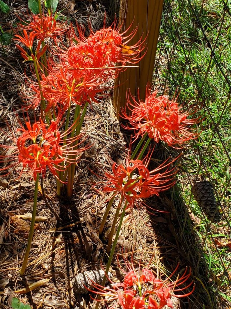 growing spider lilies Hurricane Lycoris Spider Lilies Bulbs Radiata Hurricane Lily Cluster Amayllis Growing Bonsai Roots Rhizomes Corms Tubers Potted Planting Reblooming Fragrant Garden Species Blooms Flower Seeds Plant Gardening