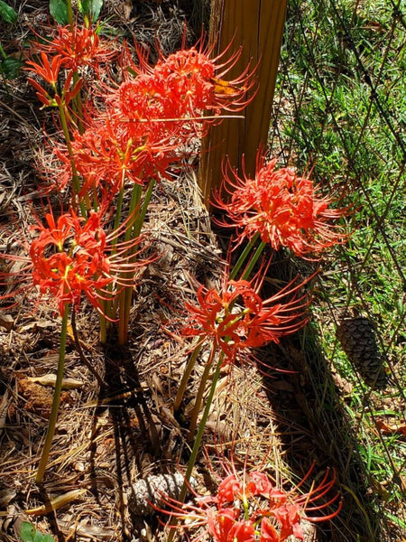 Hurricane Lycoris Spider Lilies Bulbs Radiata Hurricane Lily Cluster Amayllis Growing Bonsai Roots Rhizomes Corms Tubers Potted Planting Reblooming Fragrant Garden Species Blooms Flower Seeds Plant Gardening