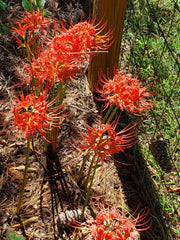 Hurricane Lycoris Spider Lilies Bulbs Radiata Hurricane Lily Cluster Amayllis Growing Bonsai Roots Rhizomes Corms Tubers Potted Planting Reblooming Fragrant Garden Species Blooms Flower Seeds Plant Gardening