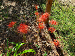 Hurricane Lycoris Spider Lilies Bulbs Radiata Hurricane Lily Cluster Amayllis Growing Bonsai Roots Rhizomes Corms Tubers Potted Planting Reblooming Fragrant Garden Species Blooms Flower Seeds Plant Gardening
