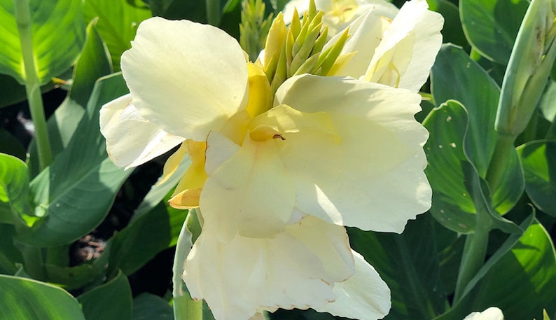 canna lily white flowers White Alaska Canna Bulbs Perennial Growing Bonsai Roots Rhizomes Corms Tubers Potted Planting Reblooming Fragrant Garden Species Blooms Flower Seeds Plant Gardening