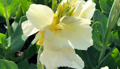 White Alaska Canna Bulbs Perennial Growing Bonsai Roots Rhizomes Corms Tubers Potted Planting Reblooming Fragrant Garden Species Blooms Flower Seeds Plant Gardening