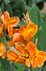 Lucy Canna Bulbs Perennial Growing Bonsai Roots Rhizomes Corms Tubers Potted Planting Reblooming Fragrant Garden Species Blooms Flower Seeds Plant Gardening - Seedsplant