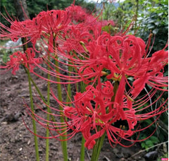 Fresh Lycoris Spider Lilies Bulbs Radiata Hurricane Lily Cluster Amayllis Growing Bonsai Roots Rhizomes Corms Tubers Potted Planting Reblooming Fragrant Garden Species Blooms Flower Seeds Plant Gardening
