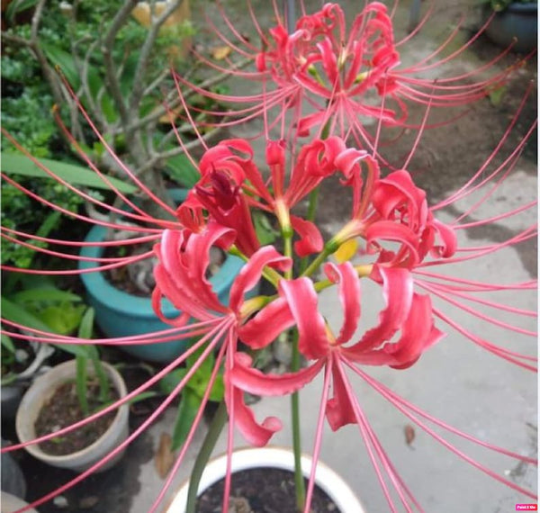 Fresh Lycoris Spider Lilies Bulbs Radiata Hurricane Lily Cluster Amayllis Growing Bonsai Roots Rhizomes Corms Tubers Potted Planting Reblooming Fragrant Garden Species Blooms Flower Seeds Plant Gardening