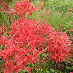 Fresh Lycoris Spider Lilies Bulbs Radiata Hurricane Lily Cluster Amayllis Growing Bonsai Roots Rhizomes Corms Tubers Potted Planting Reblooming Fragrant Garden Species Blooms Flower Seeds Plant Gardening