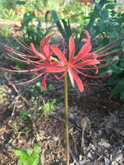 Southern Lycoris Spider Lilies Bulbs Radiata Hurricane Lily Cluster Amayllis Growing Bonsai Roots Rhizomes Corms Tubers Potted Planting Reblooming Fragrant Garden Species Blooms Flower Seeds Plant Gardening