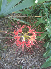 Southern Lycoris Spider Lilies Bulbs Radiata Hurricane Lily Cluster Amayllis Growing Bonsai Roots Rhizomes Corms Tubers Potted Planting Reblooming Fragrant Garden Species Blooms Flower Seeds Plant Gardening