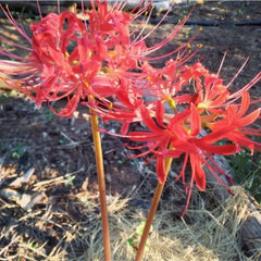 Southern Lycoris Spider Lilies Bulbs Radiata Hurricane Lily Cluster Amayllis Growing Bonsai Roots Rhizomes Corms Tubers Potted Planting Reblooming Fragrant Garden Species Blooms Flower Seeds Plant Gardening