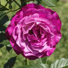 Light Purple Rose Seedlings Flower Seeds Perennial Growing Bonsai Corms Tubers Potted Planting Reblooming Fragrant Garden Roots Rhizomes Species Blooms Plant Bulbs Gardening Tree