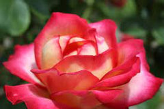Hybrid Dutch Rose Seedlings Flower Seeds Perennial Growing Bonsai Corms Tubers Potted Planting Reblooming Fragrant Garden Roots Rhizomes Species Blooms Plant Bulbs Gardening Tree