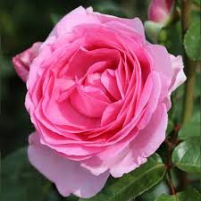 Bright Pink Rose Seedlings Flower Seeds Perennial Growing Bonsai Corms Tubers Potted Planting Reblooming Fragrant Garden Roots Rhizomes Species Blooms Plant Bulbs Gardening Tree - Seedsplant